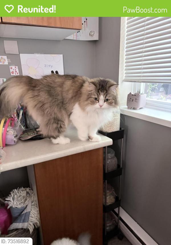 Reunited Male Cat last seen Near and 70th, Surrey, BC V4N 1N2