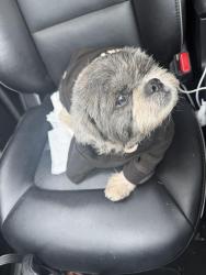 Reunited Female Dog last seen Mc Donald’s in south ave Plainfield nj, Plainfield, NJ 07062