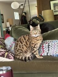 Reunited Female Cat last seen North Harrison Rd and Cricket Lane, East Lansing, MI 48823