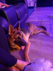 Reunited Male Dog last seen Near Derringer Rd, Jacksonville, FL 32225, USA, Jacksonville, FL 32225
