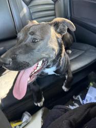 Found/Stray Female Dog last seen S Fleming St and W Washington St, Indianapolis, IN 46224