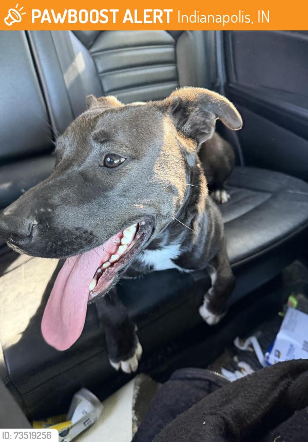 Found/Stray Female Dog last seen S Fleming St and W Washington St, Indianapolis, IN 46224
