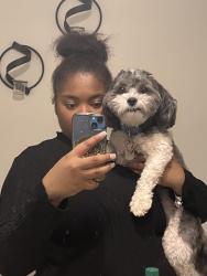 Reunited Female Dog last seen Near scrivener dr, Memphis, TN 38134