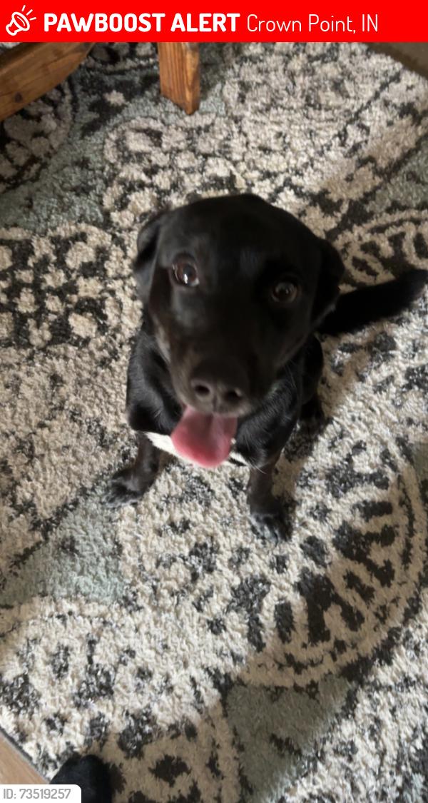 Lost Male Dog last seen Crown Point Square, Crown Point, IN 46307