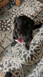 Lost Male Dog last seen Crown Point Square, Crown Point, IN 46307