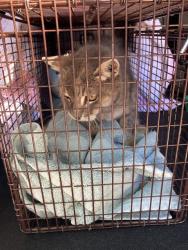 Shelter Stray Female Cat last seen Near BLK ALMOND AVE LONG BEACH CA 90802, 7700 E Spring St, Long Beach, CA 90815, USA