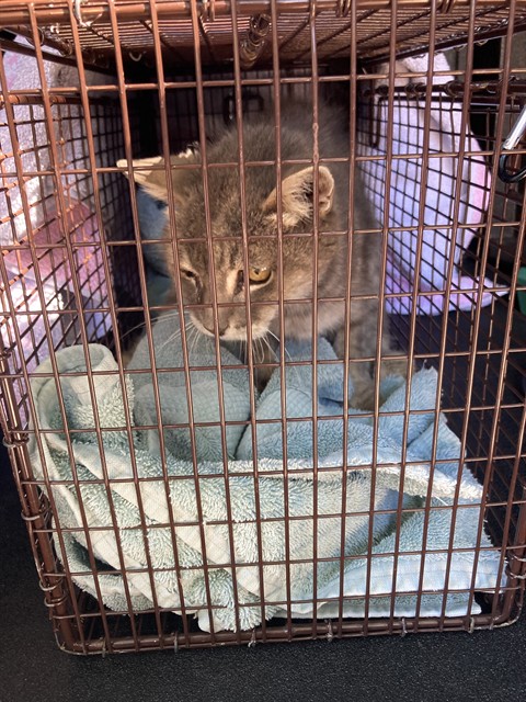 Shelter Stray Female Cat last seen Near BLK ALMOND AVE LONG BEACH CA 90802, 7700 E Spring St, Long Beach, CA 90815, USA