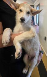 Shelter Stray Male Dog last seen WATERMAN AND CENTRAL, 333 Chandler Pl, San Bernardino, CA 92408, USA
