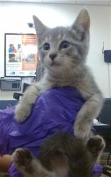 Shelter Stray Female Cat last seen Near BLOCK NW 5 CT, 3599 NW 79th Ave, Doral, FL 33122, USA