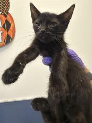 Shelter Stray Female Cat last seen LAS, 3599 NW 79th Ave, Doral, FL 33122, USA
