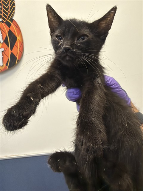 Shelter Stray Female Cat last seen LAS, 3599 NW 79th Ave, Doral, FL 33122, USA