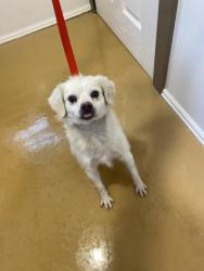 Shelter Stray Male Dog last seen LASSEN AVE X ESPERANZA ST, 333 Chandler Pl, San Bernardino, CA 92408, USA