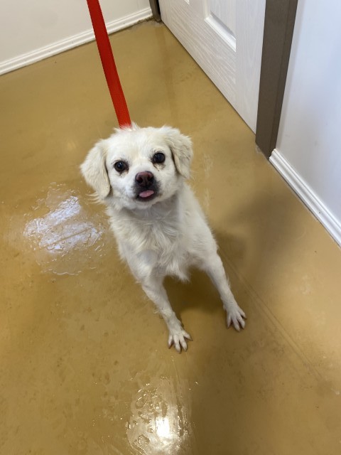 Shelter Stray Male Dog last seen LASSEN AVE X ESPERANZA ST, 333 Chandler Pl, San Bernardino, CA 92408, USA