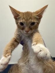 Shelter Stray Male Cat last seen LAS, 3599 NW 79th Ave, Doral, FL 33122, USA