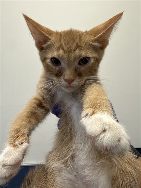 Shelter Stray Male Cat last seen LAS, 3599 NW 79th Ave, Doral, FL 33122, USA