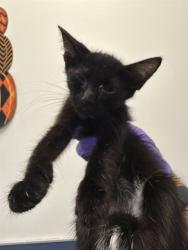 Shelter Stray Male Cat last seen LAS, 3599 NW 79th Ave, Doral, FL 33122, USA