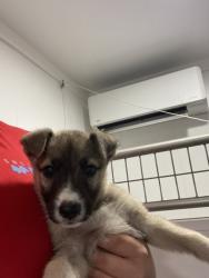 Shelter Stray Female Dog last seen N E ST & W 5TH ST, SAN BERNARDINO, CA, 92401, USA, 333 Chandler Pl, San Bernardino, CA 92408, USA