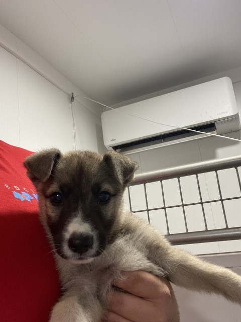 Shelter Stray Female Dog last seen N E ST & W 5TH ST, SAN BERNARDINO, CA, 92401, USA, 333 Chandler Pl, San Bernardino, CA 92408, USA