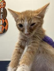 Shelter Stray Male Cat last seen LAS, 3599 NW 79th Ave, Doral, FL 33122, USA
