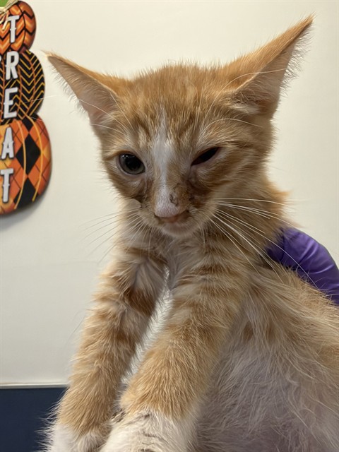Shelter Stray Male Cat last seen LAS, 3599 NW 79th Ave, Doral, FL 33122, USA