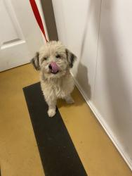 Shelter Stray Male Dog last seen , 333 Chandler Pl, San Bernardino, CA 92408, USA