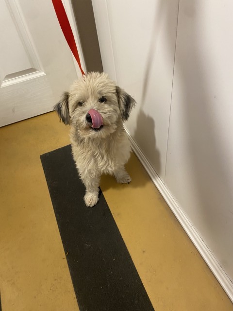 Shelter Stray Male Dog last seen , 333 Chandler Pl, San Bernardino, CA 92408, USA