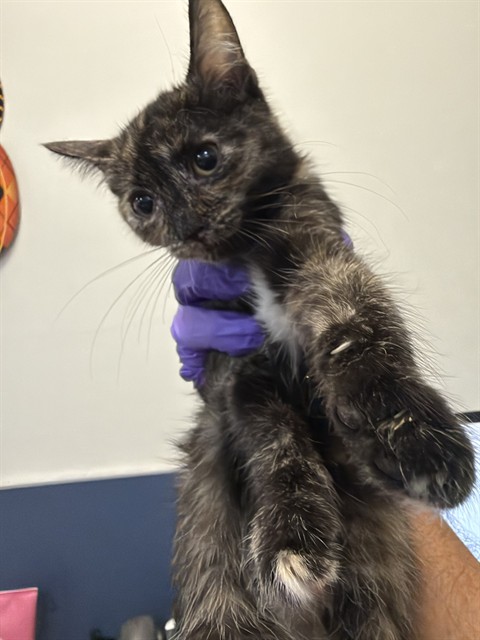 Shelter Stray Female Cat last seen LAS, 3599 NW 79th Ave, Doral, FL 33122, USA
