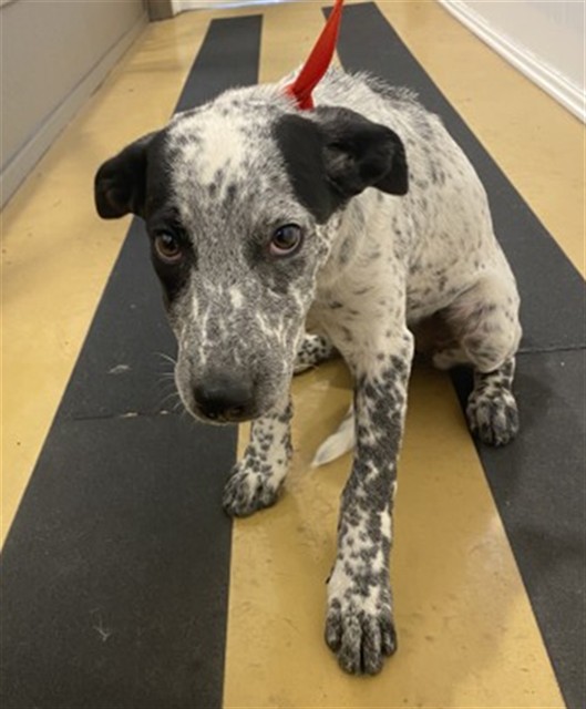 Shelter Stray Female Dog last seen FAIRWAY DR X AWARD DR, 333 Chandler Pl, San Bernardino, CA 92408, USA