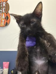 Shelter Stray Male Cat last seen LAS, 3599 NW 79th Ave, Doral, FL 33122, USA