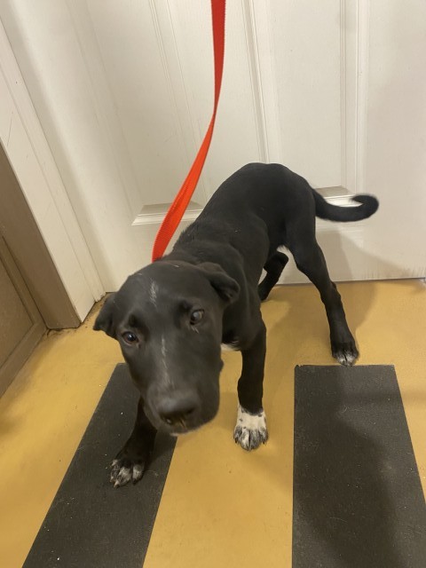 Shelter Stray Male Dog last seen FAIRWAY DR X AWARD DR, 333 Chandler Pl, San Bernardino, CA 92408, USA