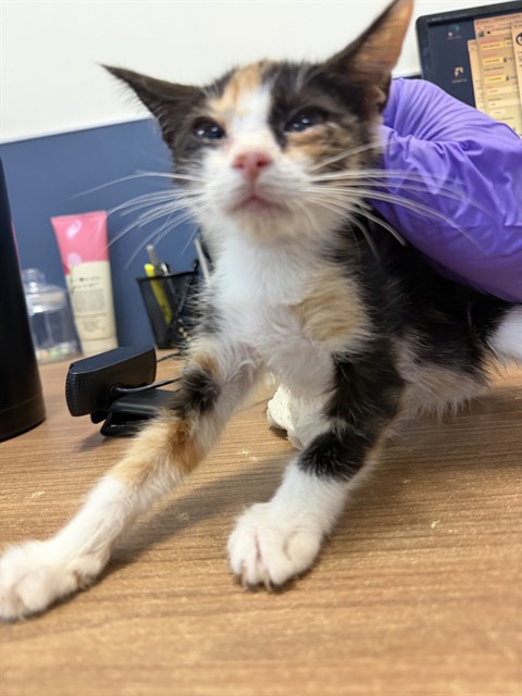 Shelter Stray Female Cat last seen LAS, 3599 NW 79th Ave, Doral, FL 33122, USA