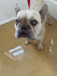 Shelter Stray Male Dog last seen VALENCIA ST X 40TH ST, 333 Chandler Pl, San Bernardino, CA 92408, USA