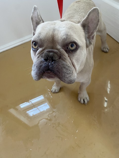 Shelter Stray Male Dog last seen VALENCIA ST X 40TH ST, 333 Chandler Pl, San Bernardino, CA 92408, USA