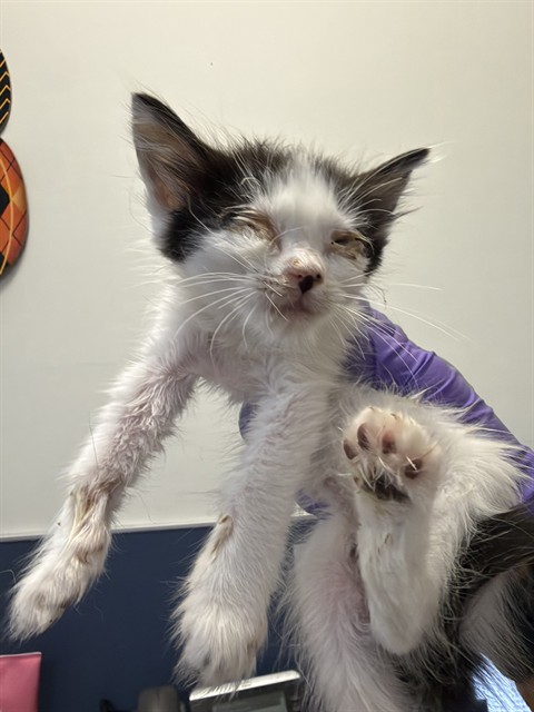 Shelter Stray Unknown Cat last seen LAS, 3599 NW 79th Ave, Doral, FL 33122, USA