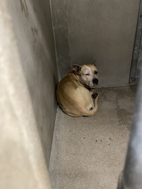 Shelter Stray Male Dog last seen 21ST, 333 Chandler Pl, San Bernardino, CA 92408, USA