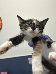 Shelter Stray Female Cat last seen LAS, 3599 NW 79th Ave, Doral, FL 33122, USA