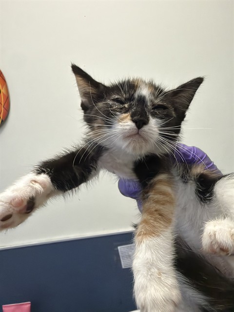 Shelter Stray Female Cat last seen LAS, 3599 NW 79th Ave, Doral, FL 33122, USA