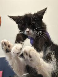 Shelter Stray Male Cat last seen LAS, 3599 NW 79th Ave, Doral, FL 33122, USA