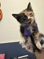 Shelter Stray Female Cat last seen LAS, 3599 NW 79th Ave, Doral, FL 33122, USA
