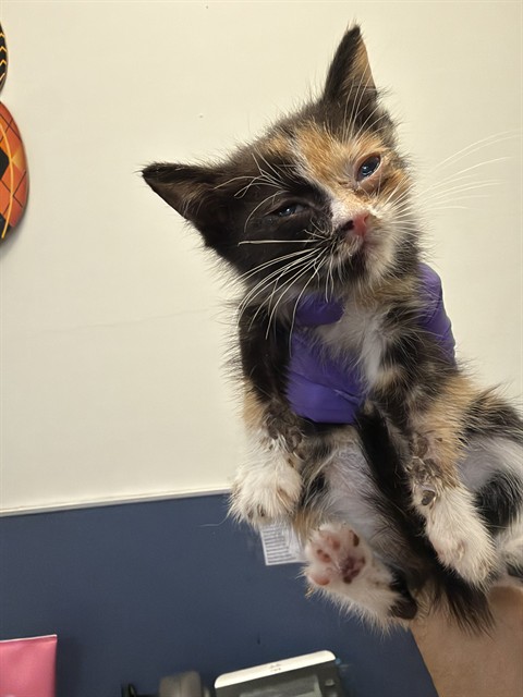 Shelter Stray Female Cat last seen LAS, 3599 NW 79th Ave, Doral, FL 33122, USA