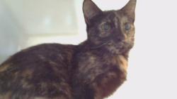 Shelter Stray Female Cat last seen , 216 W Victoria St, Gardena, CA 90248, USA