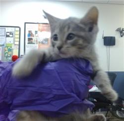 Shelter Stray Female Cat last seen Near BLOCK NW 5 CT, 3599 NW 79th Ave, Doral, FL 33122, USA
