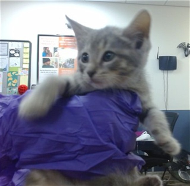 Shelter Stray Female Cat last seen Near BLOCK NW 5 CT, 3599 NW 79th Ave, Doral, FL 33122, USA