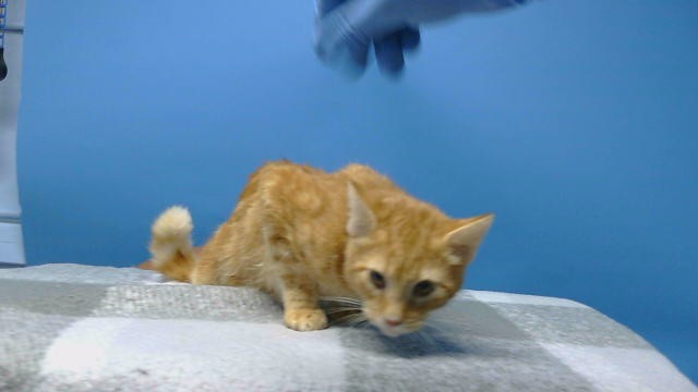 Shelter Stray Male Cat last seen , 216 W Victoria St, Gardena, CA 90248, USA