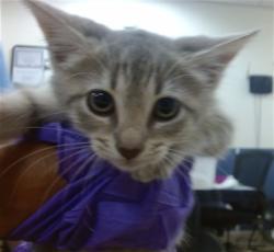 Shelter Stray Female Cat last seen Near BLOCK NW 5 CT, 3599 NW 79th Ave, Doral, FL 33122, USA