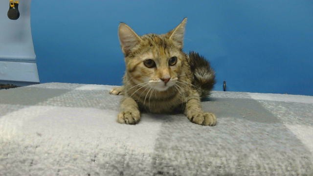 Shelter Stray Female Cat last seen , 216 W Victoria St, Gardena, CA 90248, USA