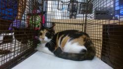 Shelter Stray Female Cat last seen LAS, 3599 NW 79th Ave, Doral, FL 33122, USA