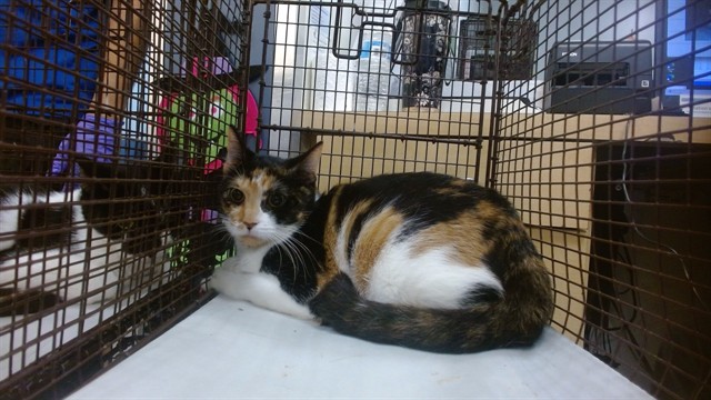 Shelter Stray Female Cat last seen LAS, 3599 NW 79th Ave, Doral, FL 33122, USA