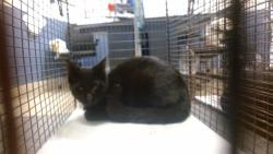 Shelter Stray Unknown Cat last seen LAS, 3599 NW 79th Ave, Doral, FL 33122, USA