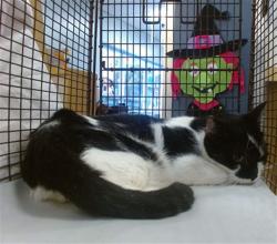 Shelter Stray Unknown Cat last seen LAS, 3599 NW 79th Ave, Doral, FL 33122, USA